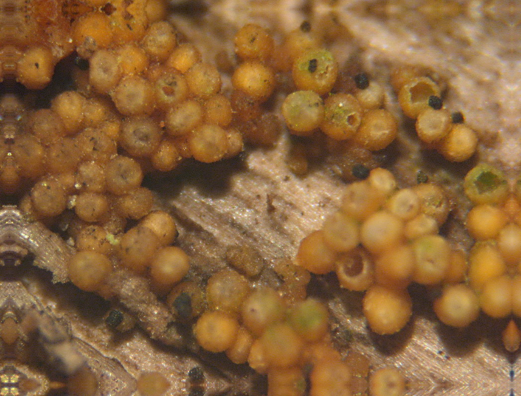 Tre tipi di funghi, quali?